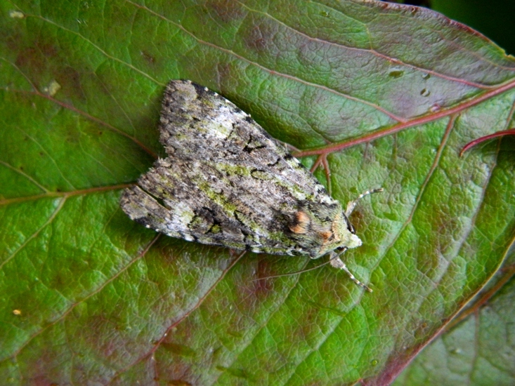 Anaplectoides prasina?